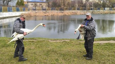 Два чоловіки, працівники комунального підприємства ДП «Скнилів-парк», тримають на руках великих білих лебедів біля Левандівського озера. З іншого боку берега водойми видно сухий очерет. Далі паркан, за яким видно будинки