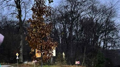 Фото: У Винниках облаштовують сквер пам'яті новітніх Героїв: тут висадили перші клени та граби