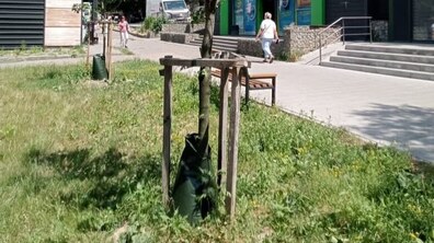 Молоде дерево, закріплене дерев’яними опорами, біля якого встановлено спеціальний поливальний мішок для поступового зволоження ґрунту.