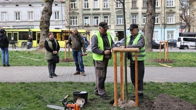 висадка дерева, подарованого спонсором в рамках акції