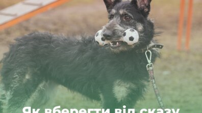 Фото: У ЛКП «Лев» закликають вакцинувати домашніх улюбленців від сказу