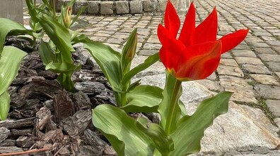 Фото: У Львові зацвіли перші тюльпани: містян просять не витоптувати і не ламати квіти