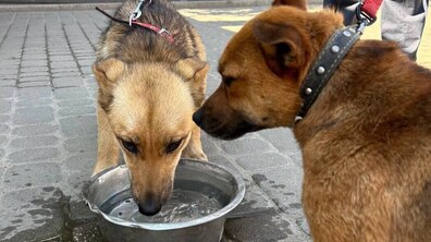 Двоє собак на повідках стоять біля металевої миски з водою на брукованій поверхні. Один собака п’є воду, а інший уважно спостерігає за ним збоку.