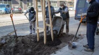 Фото: 432 дерева за 7 днів: весняний Львів озеленюють