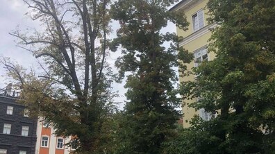 Фото: Сьогодні на площі Ринок зріжуть всихаючу липу та одну крону каштана