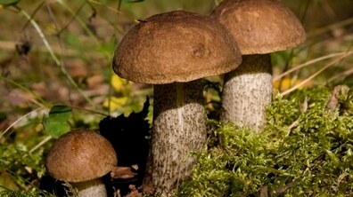 Фото: Гриби можуть бути небезпечними: правила збору і споживання грибів