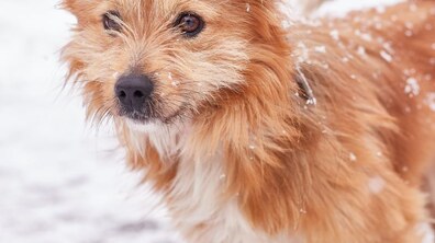 Фото: У ЛКП «Лев» розпочався щорічний плановий карантин