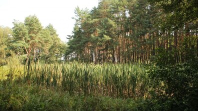 Фото: Львів розпочинає перші роботи з інвентаризації «Лісопарку Рудно»