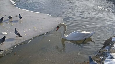 Гарний білий лебідь пливе на озері, де частина плеса вкрита льодом, водночас значна частина є відкритою для плавання птахів. На льоді сидить кілька сірих голубів, які дзьобають зерно, що кинули небайдужі мешканці птахам.