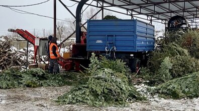 Фото: Як у Львові переробляють ялинки (відео)