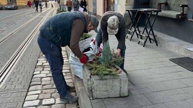 Фото: На площі Катедральній у Львові висаджують ялівець і кипариси