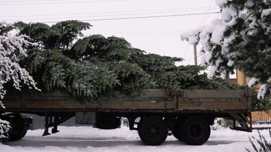 Фото: У Львові встановлюють головну ялинку, яку місту подарувало подружжя з Білогорщі (відео)