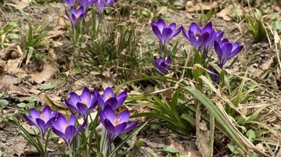 Фото: У Стрийському парку зацвіли первоцвіти