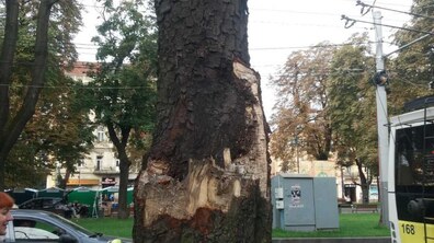 Фото: На частині проспекту Свободи проведуть заміну дерев