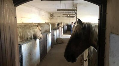 Фото: Комісія з туристичного навантаження перевірила умови утримання коней у ПП «Каретний двір»