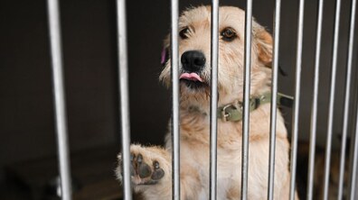 Рудий собака у вольєрі сперся передніми лапами на металеву решітку і висунув язика.