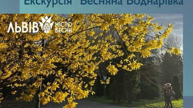 Велике жовтоквітуче дерево в парку Боднарівка у Львові. Напис на фото: Екскурсія «Весняна Боднарівка». Львів – місто весни