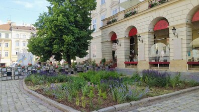 Фото: Вербена, рудбекія та ехінацея – на площі Ринок висадили нові квіти