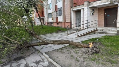 Повалене дерево у житловому дворі на вул. Хвильового, 14