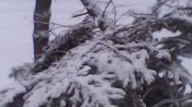 Фото: Мерія просить львів’ян не нищити зелені насадження в парках та скверах