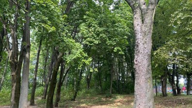 Фото: У Львові демонтували ліхтарі з дерев у парку «Погулянка», які мешканці встановили на власний розсуд