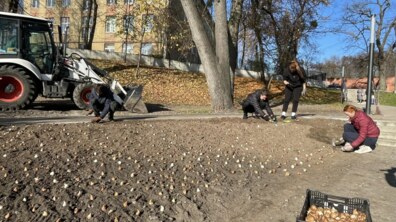Фото: У Львівській громаді висаджують 125 тисяч цибулин сортових голландських тюльпанів