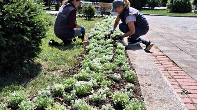 біля клумби дві садівнички висаджують кущі квітів