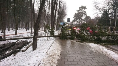 Фото: Через погіршення погодних умов, комунальні служби чергуватимуть вночі, зараз прибирають дерева, які впали