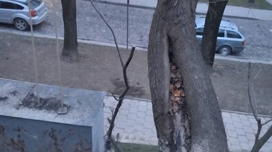 стовбур клена, який має значні пошкодження і визнаний аварійним. Кора дерева розтріскана й місцями відшарована. Уздовж стовбура видно глибоку поздовжню порожнину, заповнену сухим листям і залишками деревини — ознака внутрішнього гниття. Частина кори відсутня, оголена деревина має темні сліди руйнування. На задньому плані видно тротуар з плиткою, смугу ґрунту з іншими деревами та проїжджу частину, де припарковані автомобілі.