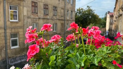 На передньому плані зображені яскраво-рожеві та червоні квіти в зеленому листі, що ростуть у балконних вазонах. Позаду видно старі кам'яниці та вулицю Львова