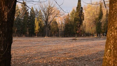 Простора відкрита ділянка землі, підготовлена під нове Поле почесних поховань на вул. Пасічній у Львові. Передній план займає рівна, свіжа земля. Ділянку обрамлюють високі темні ялини та туї. Атмосфера спокійна й тиха, без людей чи об’єктів.