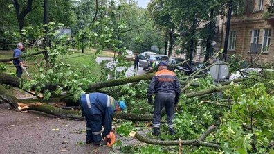Працівники прибирають повалене дерево. На другому плані видно дерева, припарковані авто та будинок.
