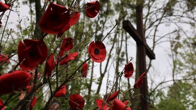 На дереві розвішані паперові червоні маки. Позаду видніється хрест і дерева.
