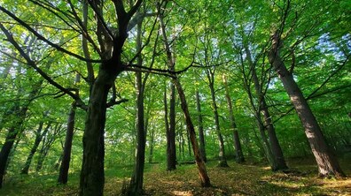 Фото: Брюховицький лісопарк захистили від забудови