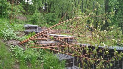 Фото: Мерія закликає припинити крадіжки зелених насаджень у парках міста: у парку ім. Б. Хмельницького невідомі викрали сакури