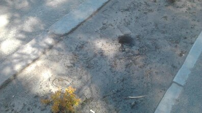 Фото: На вул. Городоцькій вкрали близько 20 щойно висаджених кущів спіреї