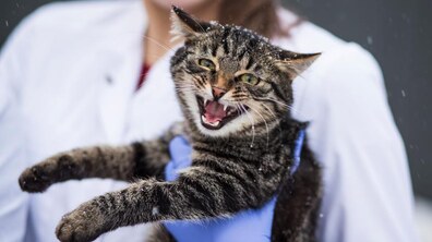 Фото: ЛКП «Лев» розпочало підгодівлю безпритульних котів: як долучитися?
