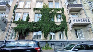 Фасад старого будинку Львова, вкритий густими зеленими ліанами, які розростаються навколо вікон і спускаються вниз до першого поверху