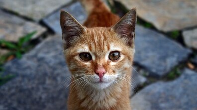 Фото: Ветеринари міжнародного фонду FOUR PAWS International допомагатимуть ЛКП «Лев» зі стерилізацією та вакцинацією від сказу безпритульних котів Львова