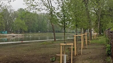 У парку в ряд висаджені молоді дерева, які довкола тоненького стовбура обгороджені дерев'яним захистом. Позаду на фоні видніється озеро з зеленим відтінком води