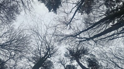 Крони високих дерев. Голі гілки переплітаються між собою на тлі сірого зимового неба, створюючи відчуття тиші, спокою й легкого задуму