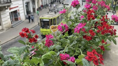 Фото: У Львові нагородили власників найгарніших квітучих балконів та підвіконь