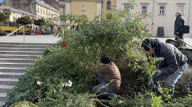 Фото: Санітарна обрізка, догляд та пересадка рослин: на площі Митній упорядкували клумби