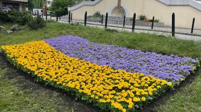 Фото: Тагетис, бегонія, сальвія, агератум: у Личаківському районі облаштували квіткові клумби