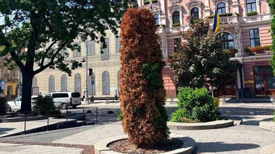 Всихаюча туя на проспекті Свободи. Дерево майже повністю стало буро-коричневим. На тлі видно історичні будівлі центру Львова та зелені дерева.