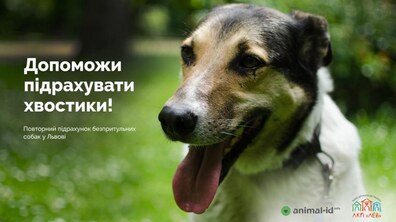 Фото: Львів’ян запрошують допомогти з підрахунком безпритульних собак у місті