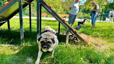 Фото: У Горіховому Гаю відкрили дитячий майданчик і місце для вигулу собак (відео)