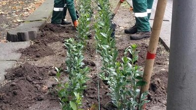 Фото: У парку Івана Франка висаджують кущі бірючини