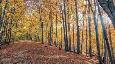 дерева в парку Погулянка восени