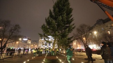 Фото: До Львова привезли головну ялинку міста